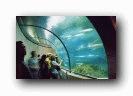 Аквариум. Галерея под самым большим аквариумом в Европе